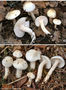 Hygrophorus cossus